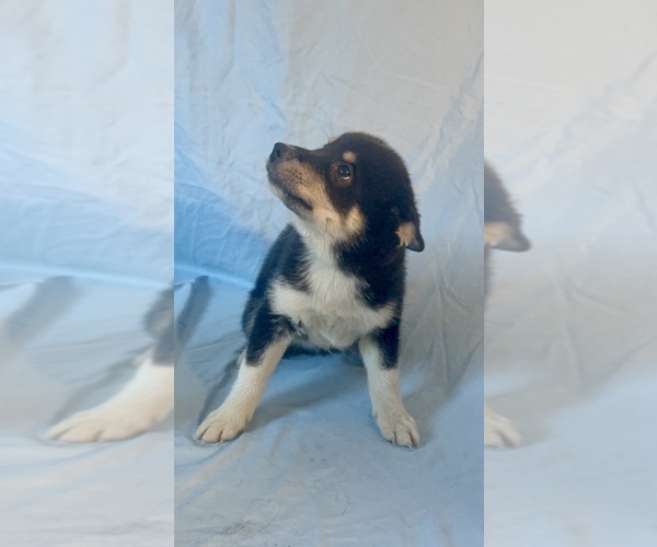 Medium Photo #4 Pomsky-Shiba Inu Mix Puppy For Sale in NASHUA, NH, USA