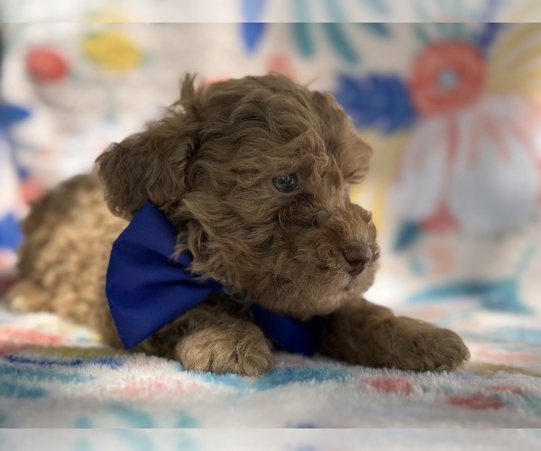 Medium Photo #4 Springerdoodle Puppy For Sale in LANCASTER, PA, USA