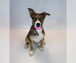 Small #5 Siberian Husky Mix