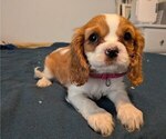 Puppy Betty Cavalier King Charles Spaniel