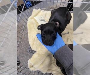 Labrador Retriever-Unknown Mix Dogs for adoption in Tallahassee, FL, USA
