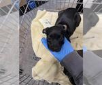 Small Labrador Retriever Mix