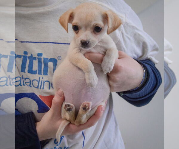 Medium Photo #3 Chiweenie Puppy For Sale in Huntley, IL, USA