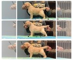 Small Photo #16 Golden Retriever Puppy For Sale in WILM, NC, USA