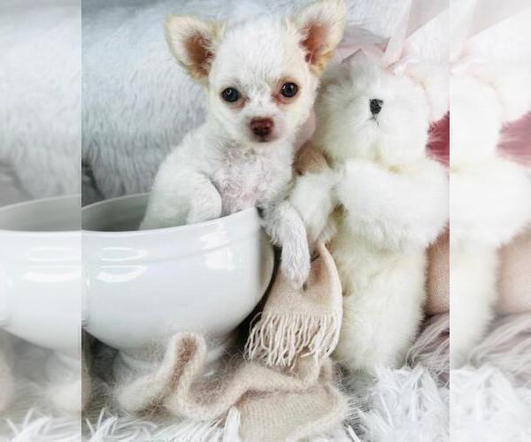 Medium Photo #2 Chihuahua Puppy For Sale in MIAMI, FL, USA