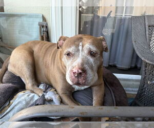 Blueberry* - Female American Pit Bull Terrier Dog for Adoption - Photo #2