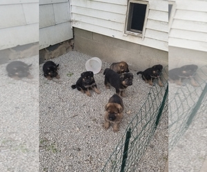 German Shepherd Dog Puppy for sale in VERSAILLES, OH, USA