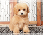 Small #1 Poochon