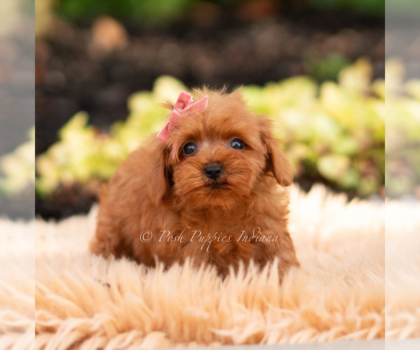 Medium Photo #10 Maltipoo (Miniature) Puppy For Sale in WARSAW, IN, USA