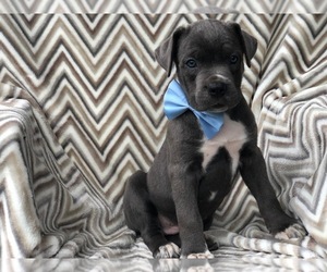 Cane Corso Puppy for sale in MYERSTOWN, PA, USA