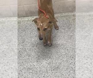 Labrador Retriever-Unknown Mix Dogs for adoption in Conroe, TX, USA