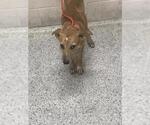 A433548 - Female Labrador Retriever-Unknown Mix Dog for Adoption - Small photo