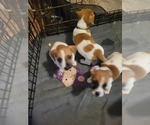 Small #7 Russell Terrier