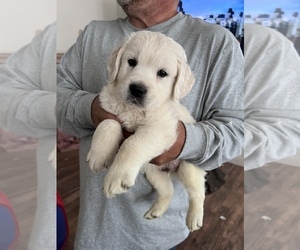 Golden Retriever Puppy for sale in PLACERVILLE, CA, USA