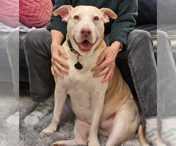 Medium Photo #6 Labrador Retriever-Staffordshire Bull Terrier Mix Puppy For Sale in Bellevue, WA, USA