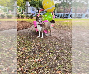 Aussie Siberian Dogs for adoption in Cumming, GA, USA