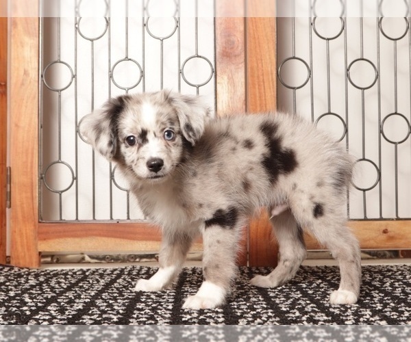 Medium Photo #3 Aussiedoodle Toy Puppy For Sale in NAPLES, FL, USA