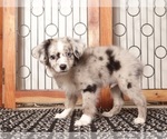 Small #2 Aussiedoodle Toy