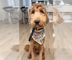 Small Goldendoodle