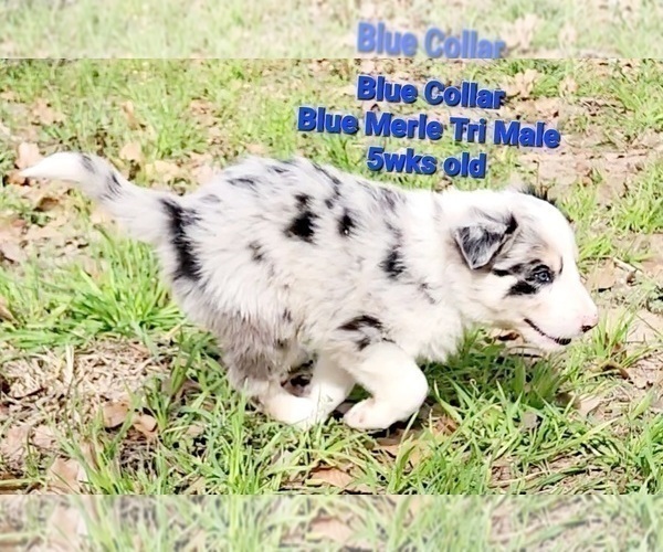 Full screen Photo #9 Border Collie Puppy For Sale in ELMENDORF, TX, USA