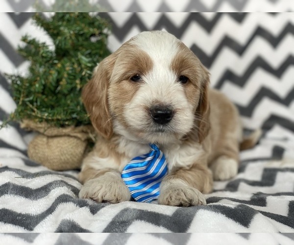 Medium Photo #5 Goldendoodle-Poodle (Miniature) Mix Puppy For Sale in CEDAR LANE, PA, USA