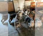 Small Photo #4 Australian Shepherd Puppy For Sale in Landenberg, PA, USA
