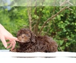 Small #10 ShihPoo