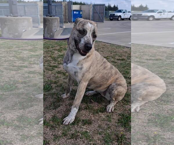 Medium Photo #3 American Pit Bull Terrier-Anatolian Shepherd Mix Puppy For Sale in Rockwall, TX, USA