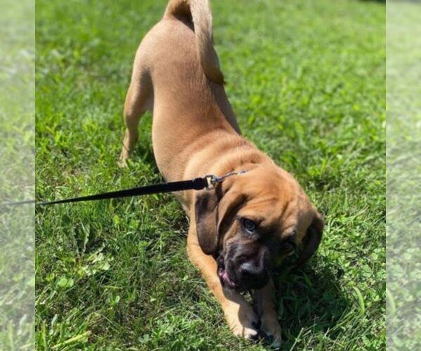 Full screen Photo #4 Puggle Puppy For Sale in DANVILLE, PA, USA