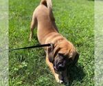 Small Photo #4 Puggle Puppy For Sale in DANVILLE, PA, USA