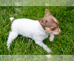 Small Photo #7 Fox Terrier (Toy) Puppy For Sale in SUGARCREEK, OH, USA