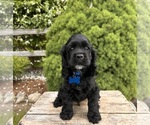 Small #3 Cocker Spaniel