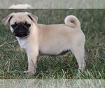 Small Photo #17 Pug Puppy For Sale in HARTLY, DE, USA