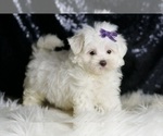 Small #3 Maltese