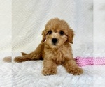 Small #4 Goldendoodle (Miniature)