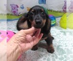 Small #2 Dachshund