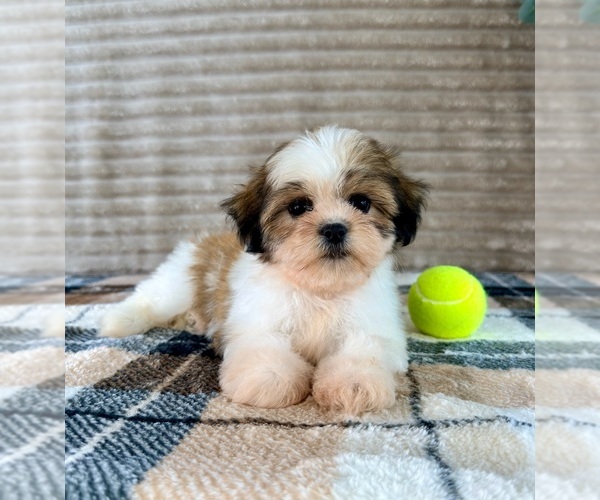 Medium Photo #2 Mal-Shi Puppy For Sale in GREENFIELD, IN, USA