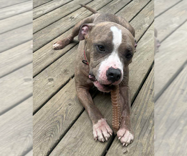 Medium Photo #2 American Pit Bull Terrier Puppy For Sale in Hillsboro, NH, USA