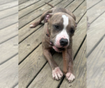Small #1 American Pit Bull Terrier
