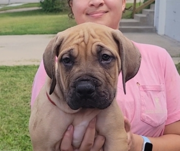 Medium Photo #7 Boerboel Puppy For Sale in RAYMORE, MO, USA
