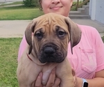 Small #6 Boerboel