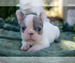 Small #2 French Bulldog
