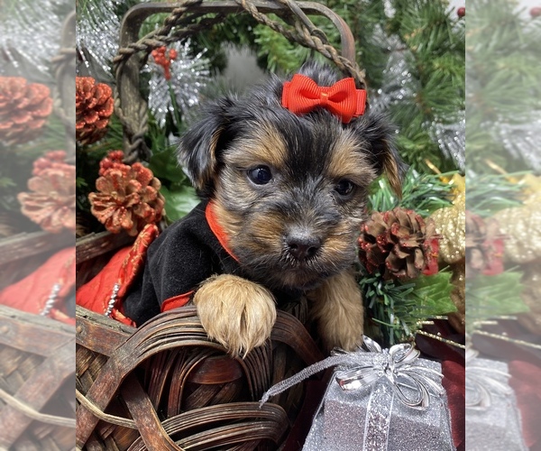 Medium Photo #2 Shorkie Tzu-Yorkshire Terrier Mix Puppy For Sale in SELLERSBURG, IN, USA