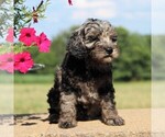 Small Photo #3 Cockapoo-Poodle (Toy) Mix Puppy For Sale in PARADISE, PA, USA