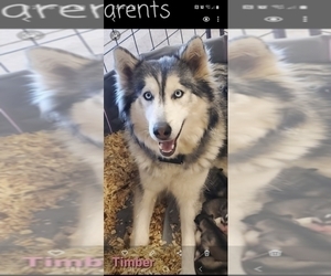 Mother of the Siberian Husky puppies born on 08/27/2022