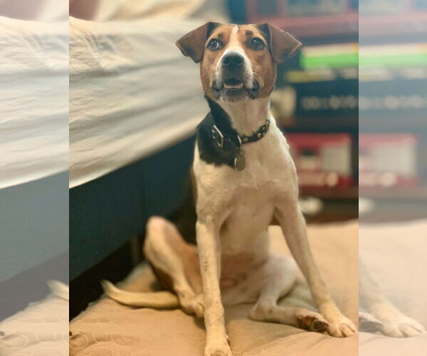 Medium Photo #2 Mutt Puppy For Sale in  Gainesville, FL, USA