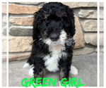 Puppy Green girl Bernedoodle