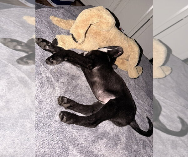 Medium Photo #9 Shepweiller Puppy For Sale in Raleigh, NC, USA