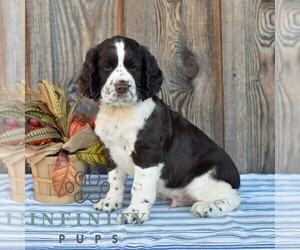 English Springer Spaniel Puppy for sale in MILLERSTOWN, PA, USA