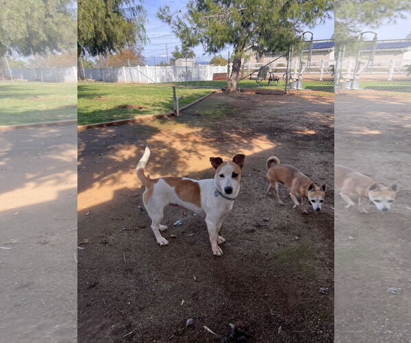 Medium Photo #2 Siberian Husky Puppy For Sale in Menifee, CA, USA